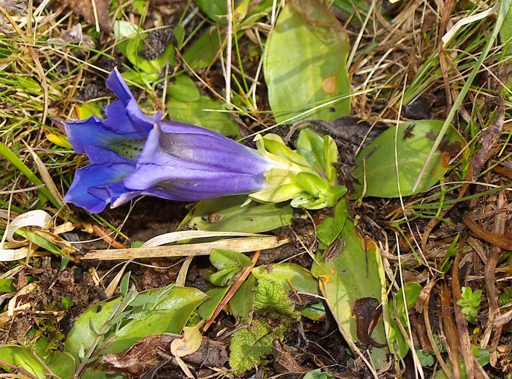 Gentiana acaulis (=kochiana) / Genziana di Koch